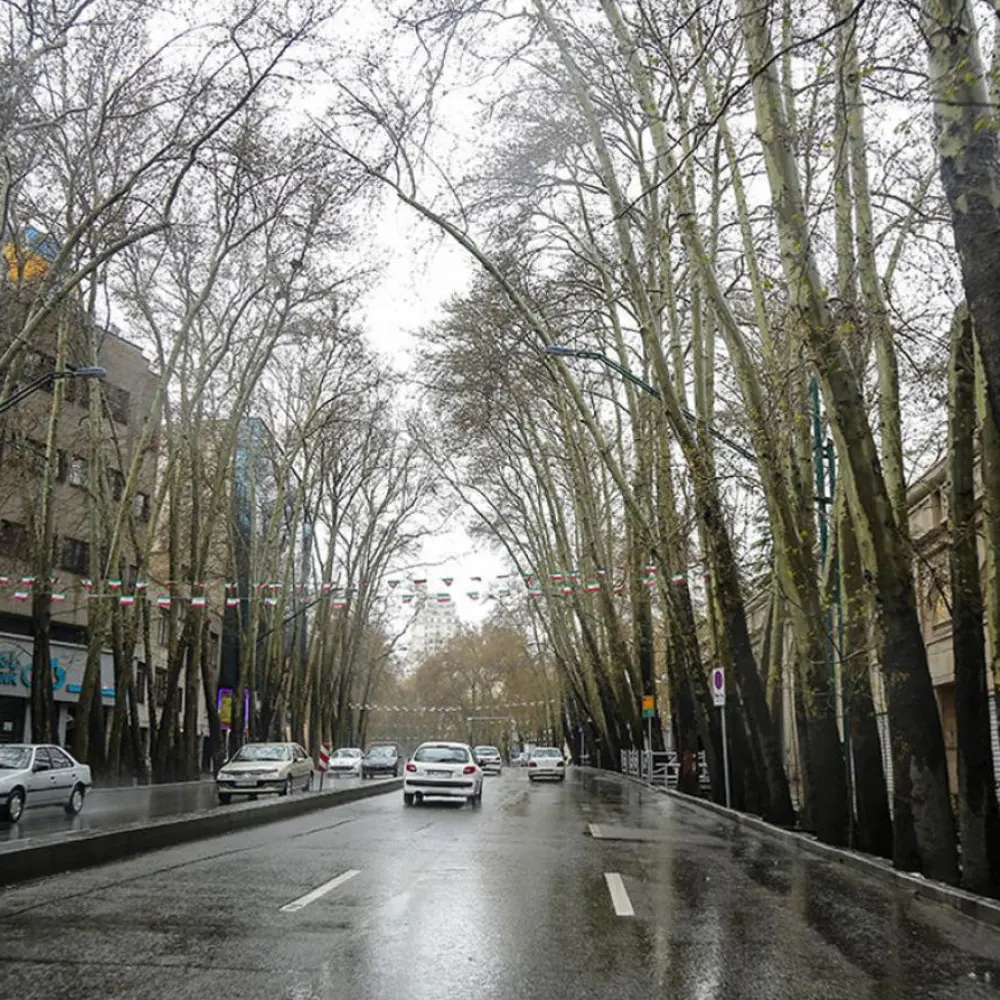 چنار بیست‌هزارم؛ رؤیای تلخ درختی از چنارستان ولیعصر