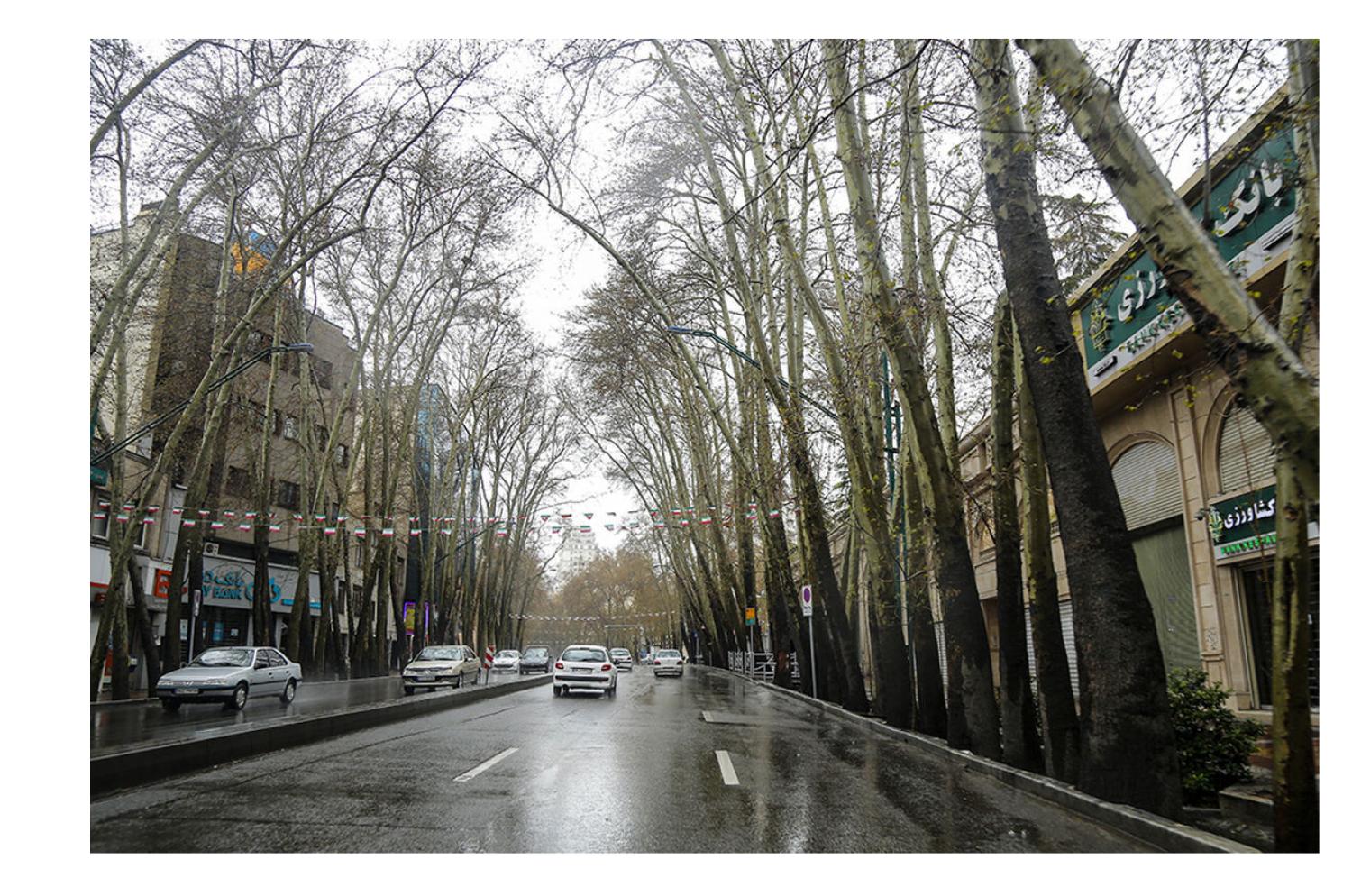 چنار بیستهزارم؛ رؤیای تلخ درختی از چنارستان ولیعصر